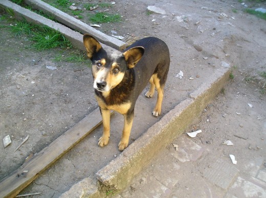 Mufa Mufa